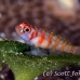 dwarfgoby_candycane_bdo_h_0030_pal0898.jpg